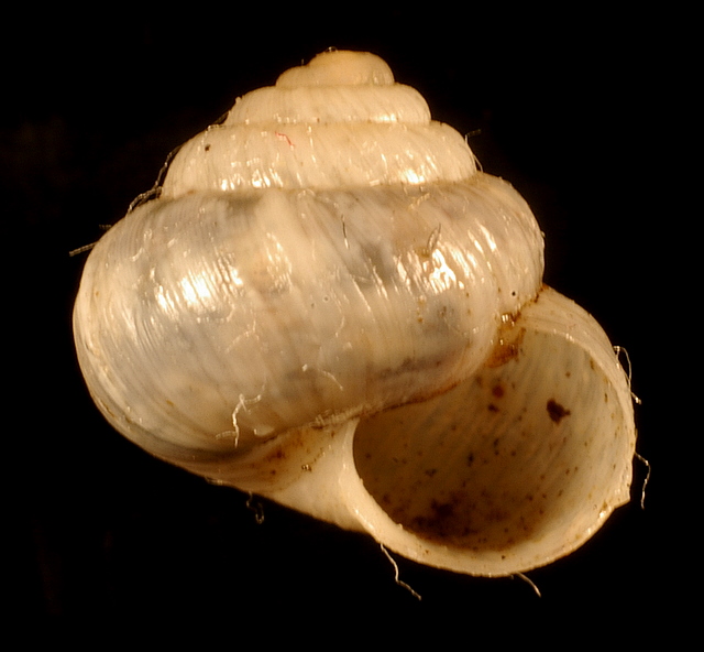 Ichnusomunda sacchii Giusti & Manganelli, 1998