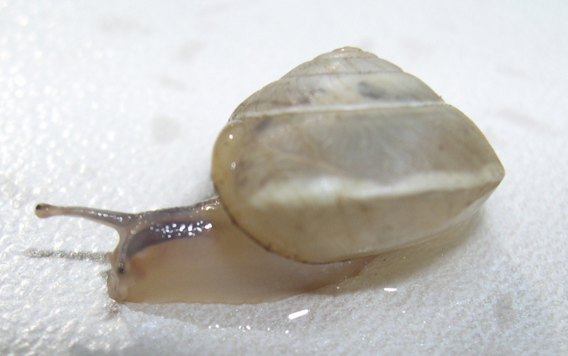 Hygromia (Hygromia) cinctella (Draparnaud, 1801)