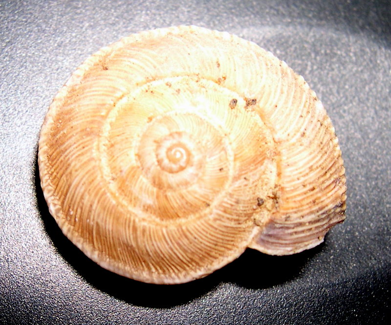 Cernuella (Cernuella) rugosa (Lamarck, 1822)