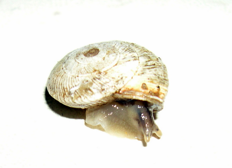 Cernuella (Cernuella) rugosa (Lamarck, 1822)