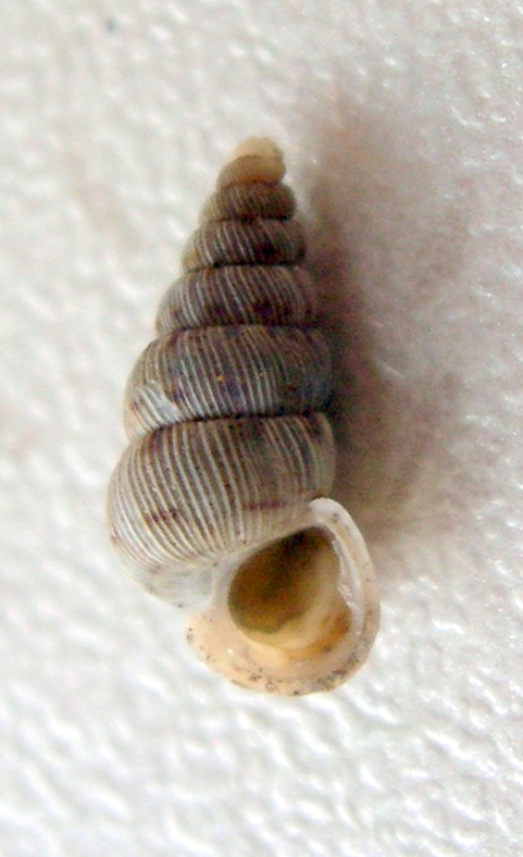 Cochlostoma  westerlundi dionysi Cava Grande Cassibile(SR)