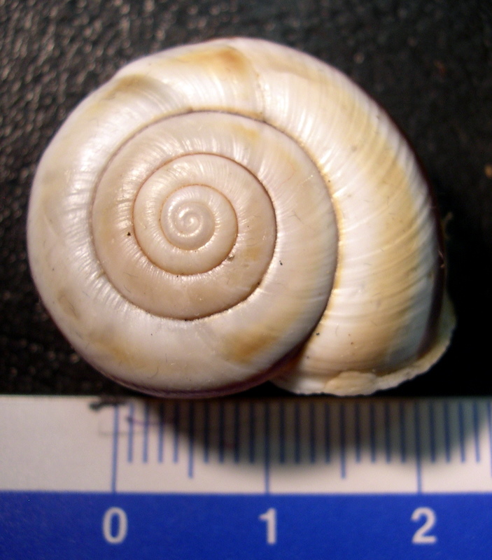 Chilostoma (Chilostoma) cingulatum anconae(Gentiluomo, 1868)