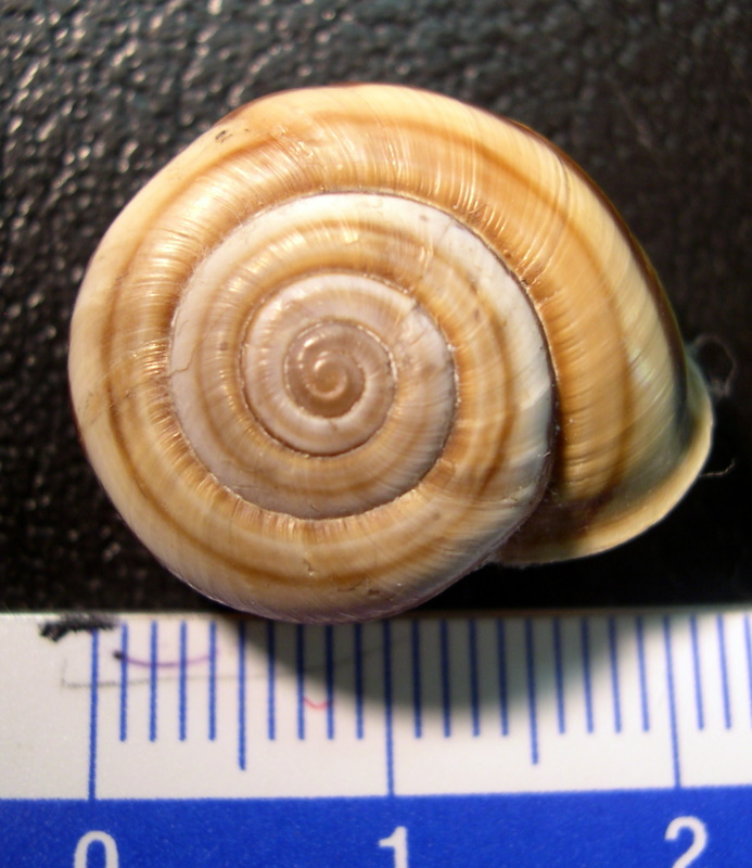 Chilostoma (Chilostoma) cingulatum anconae(Gentiluomo, 1868)