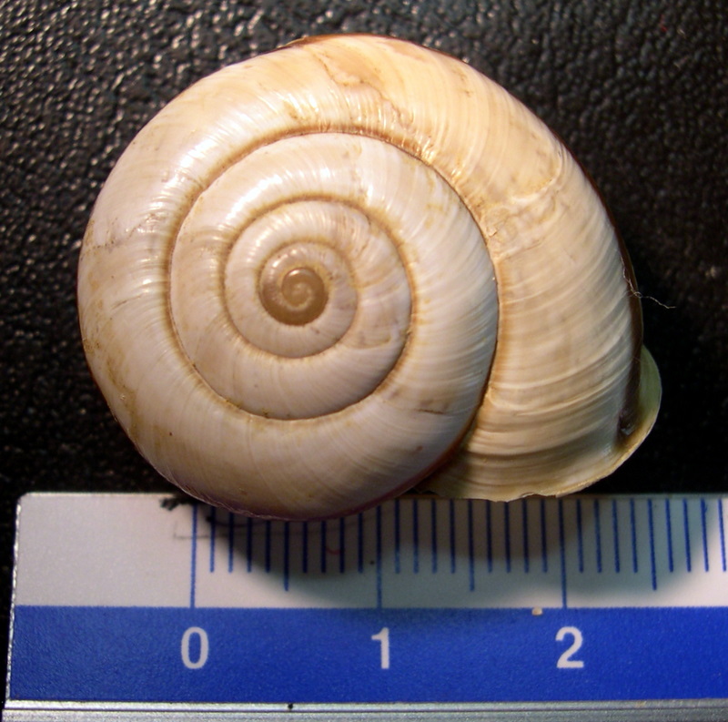 Chilostoma (Chilostoma) cingulatum anconae(Gentiluomo, 1868)