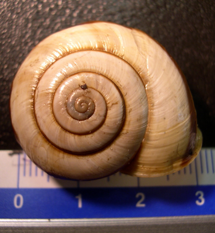 Chilostoma (Chilostoma) cingulatum anconae(Gentiluomo, 1868)