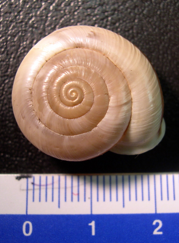 Chilostoma (Chilostoma) cingulatum anconae(Gentiluomo, 1868)