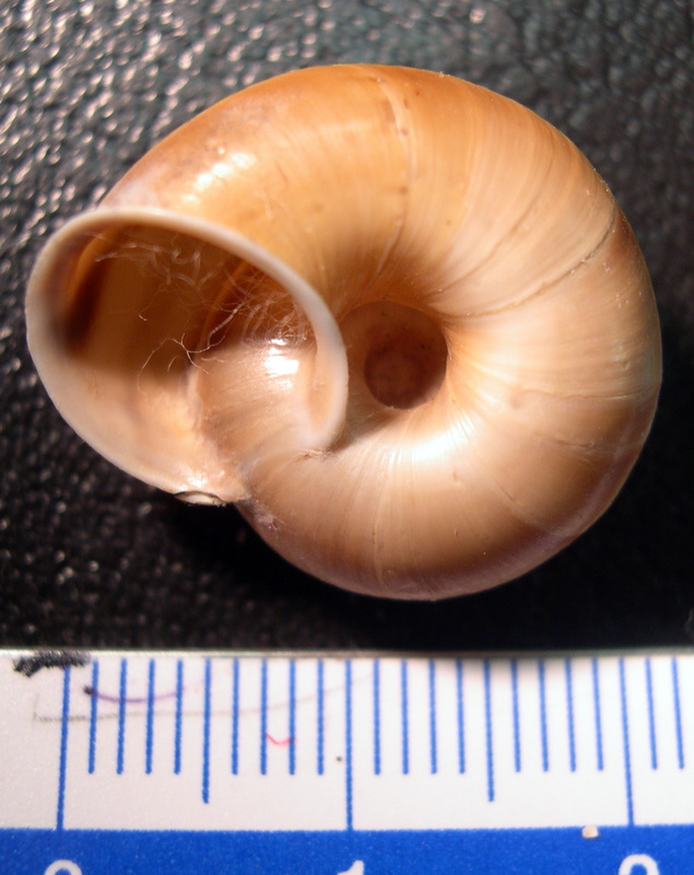 Chilostoma (Chilostoma) cingulatum anconae(Gentiluomo, 1868)