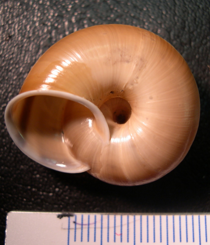 Chilostoma (Chilostoma) cingulatum anconae(Gentiluomo, 1868)