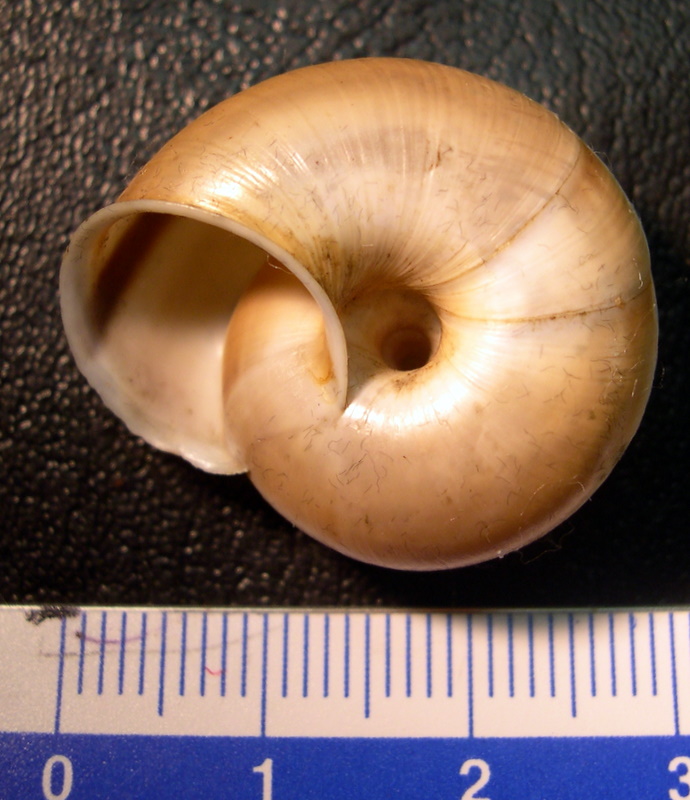 Chilostoma (Chilostoma) cingulatum anconae(Gentiluomo, 1868)