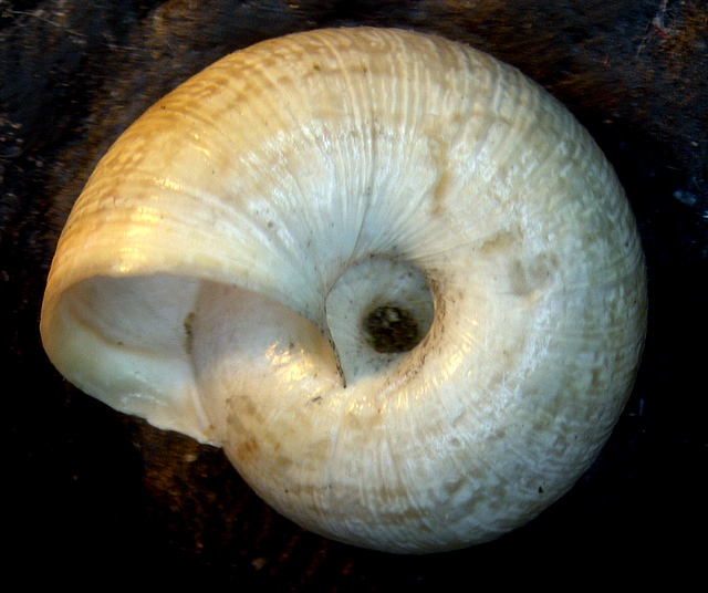 Cernuella cfr. (xeroamanda) caruanae