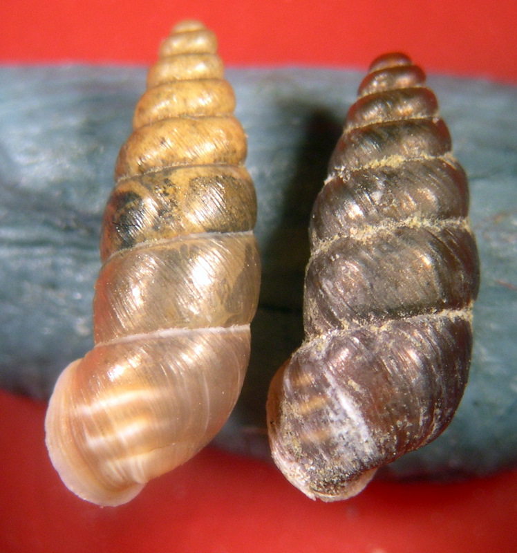 Come distinguere Abida secale da Cochlodina avenacea?
