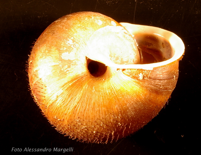 Chilostoma (Campylaea) planospira var. neapolitana