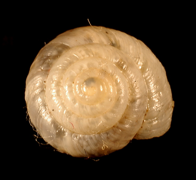 Ichnusomunda sacchii Giusti & Manganelli, 1998