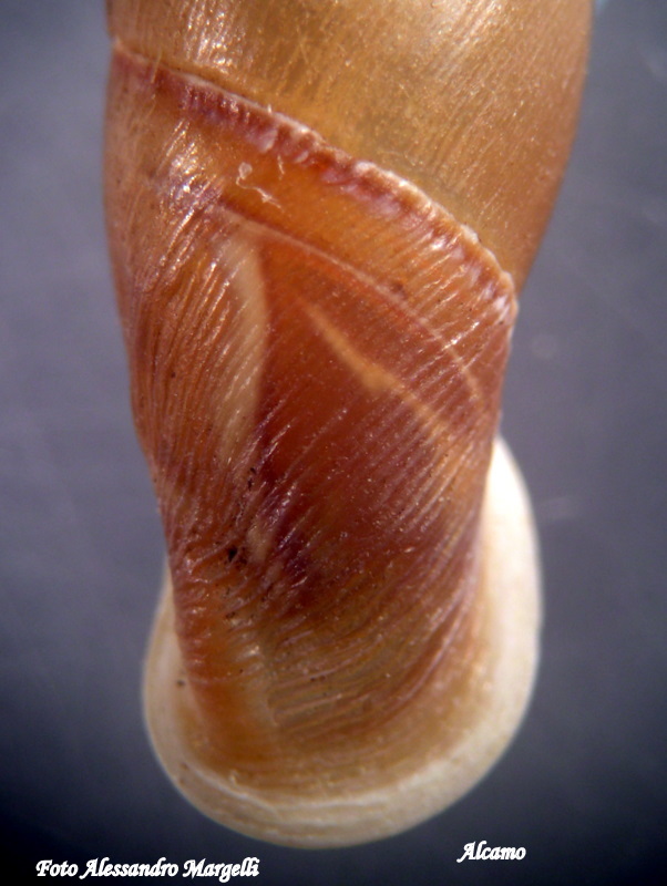 Siciliaria septemplicata alcamoensis Brandt, 1961