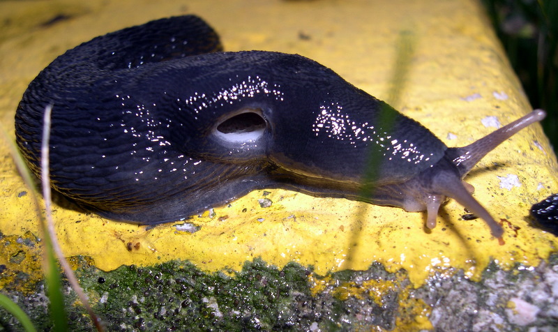 Due Limax della provincia Belluno (Farra d''Alpago/Cansiglio)