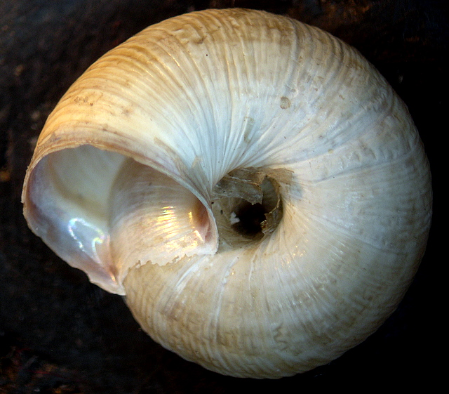 Cernuella cfr. (xeroamanda) caruanae