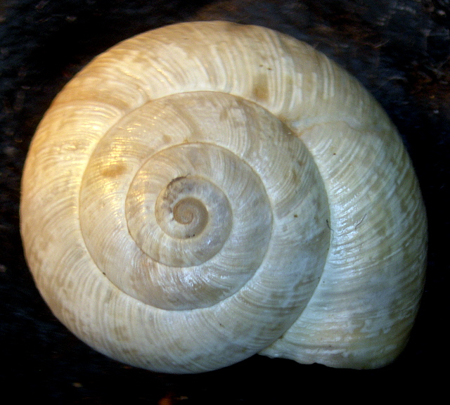 Cernuella cfr. (xeroamanda) caruanae