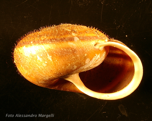 Chilostoma (Campylaea) planospira var. neapolitana