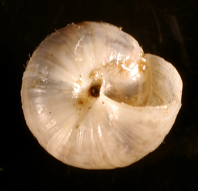 Ichnusomunda sacchii Giusti & Manganelli, 1998