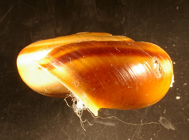 Chilostoma illyricum (Stabile, 1864)