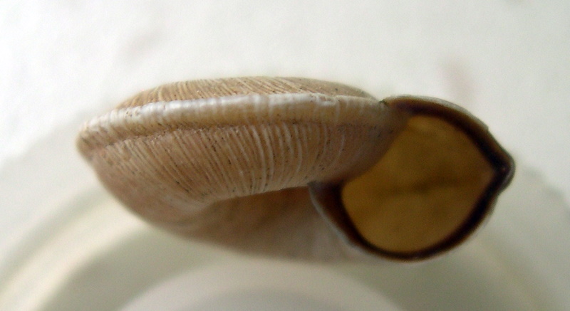 Cernuella (Cernuella) rugosa (Lamarck, 1822)