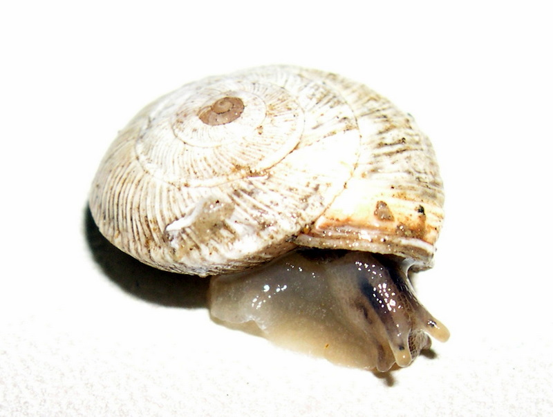 Cernuella (Cernuella) rugosa (Lamarck, 1822)