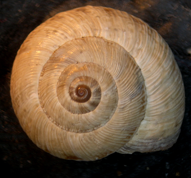 Cernuella cfr. (xeroamanda) caruanae