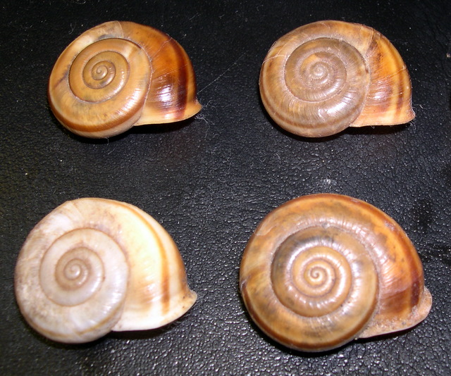 Chilostoma illyricum (Stabile, 1864)