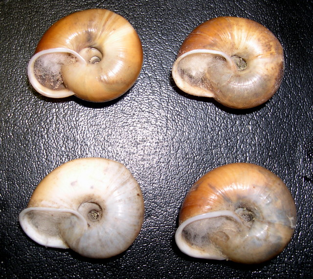 Chilostoma illyricum (Stabile, 1864)