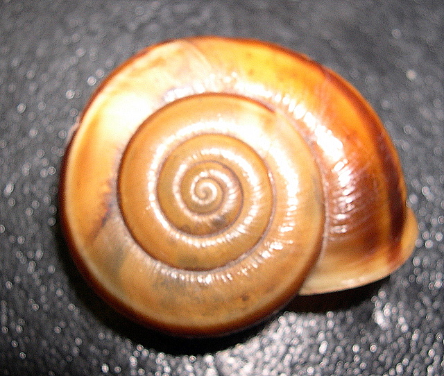 Chilostoma illyricum (Stabile, 1864)