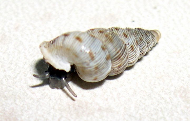 Cochlostoma  westerlundi dionysi Cava Grande Cassibile(SR)