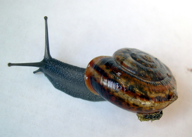 Chilostoma illyricum (Stabile, 1864)