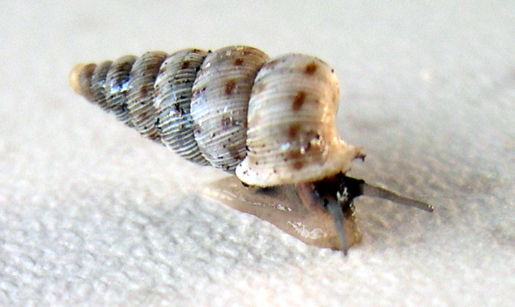 Cochlostoma  westerlundi dionysi Cava Grande Cassibile(SR)