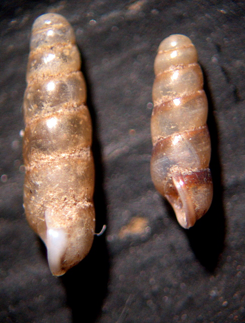 Platyla subdiaphana (Bivona, 1839) e Platyla cf subdiaphana