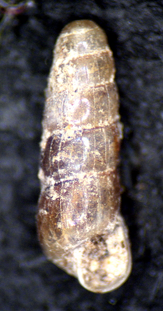 Acicula benoiti (Bourguignat, 1864)