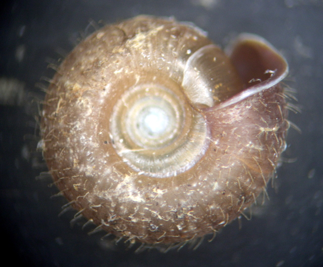 Drepanostoma nautiliforme Porro, 1836