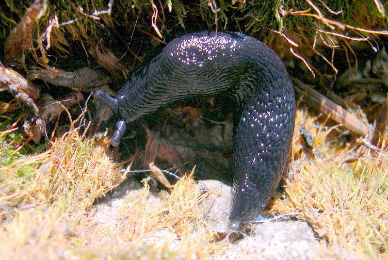 Dalle Apuane - Limax n. sp. 3 sensu Manganelli et al 1995