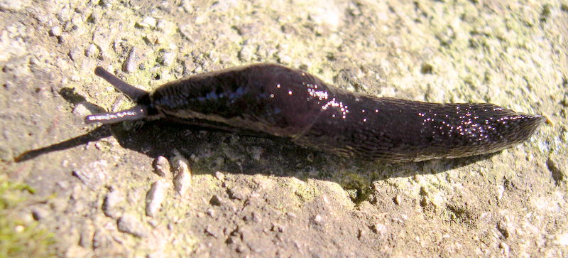 Dalle Apuane - Limax n. sp. 3 sensu Manganelli et al 1995