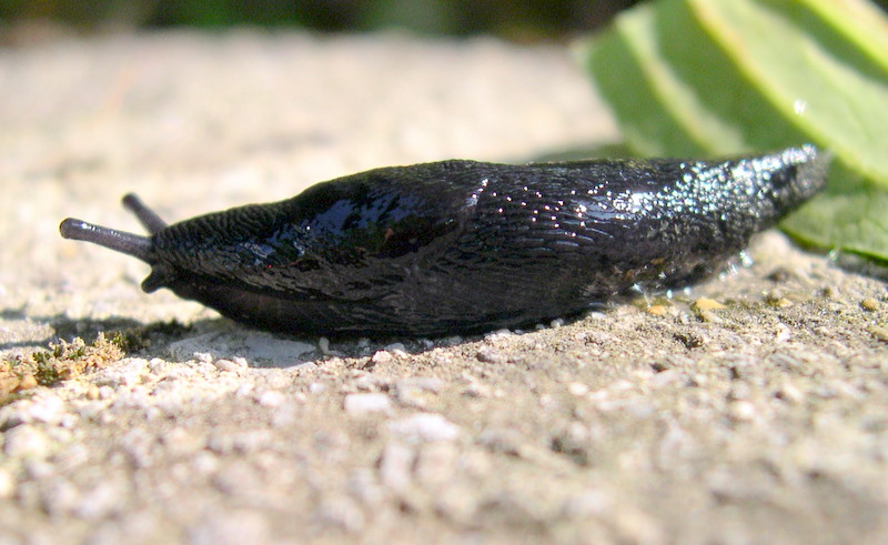 Dalle Apuane - Limax n. sp. 3 sensu Manganelli et al 1995