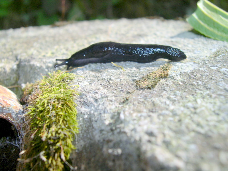 Dalle Apuane - Limax n. sp. 3 sensu Manganelli et al 1995