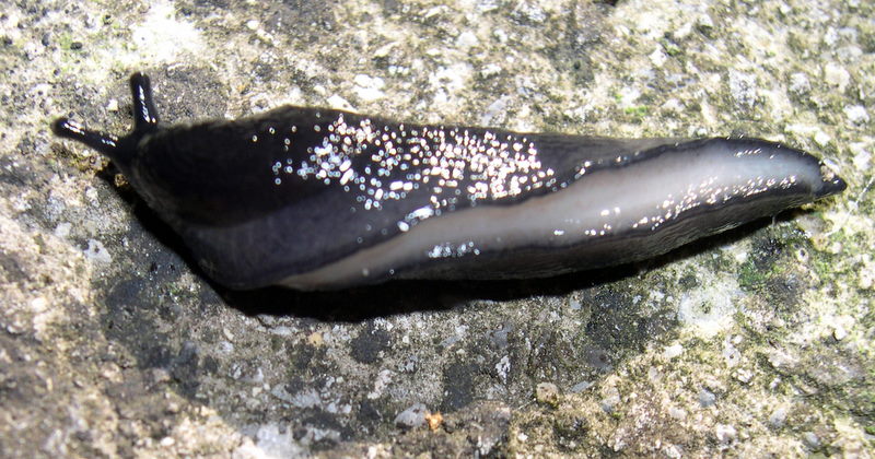 Dalle Apuane - Limax n. sp. 3 sensu Manganelli et al 1995