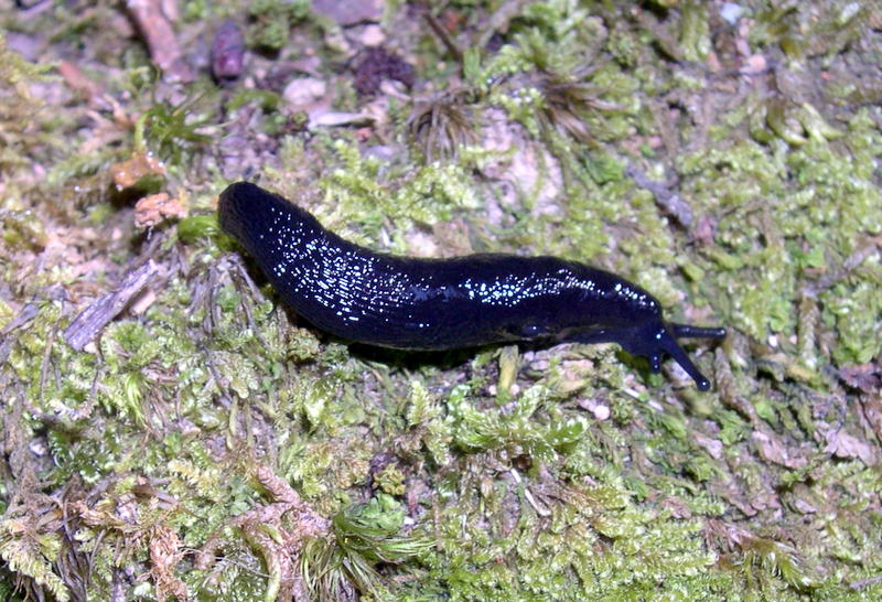 Dalle Apuane - Limax n. sp. 3 sensu Manganelli et al 1995