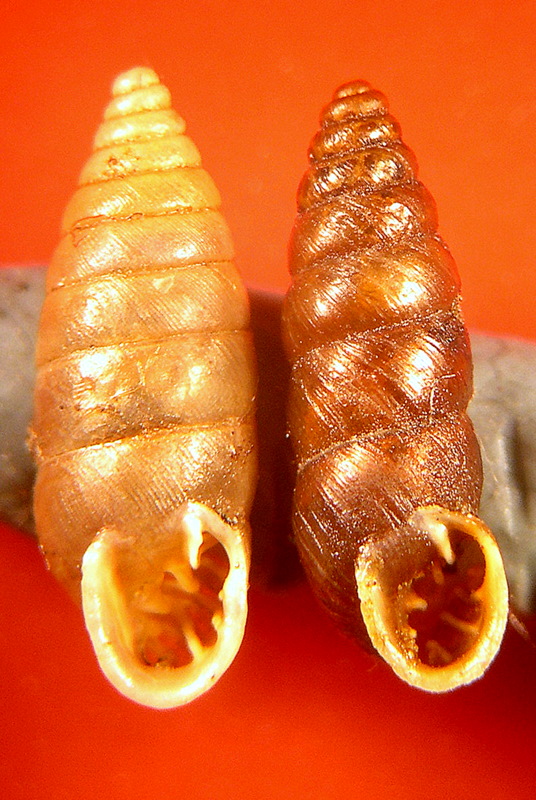 Come distinguere Abida secale da Cochlodina avenacea?