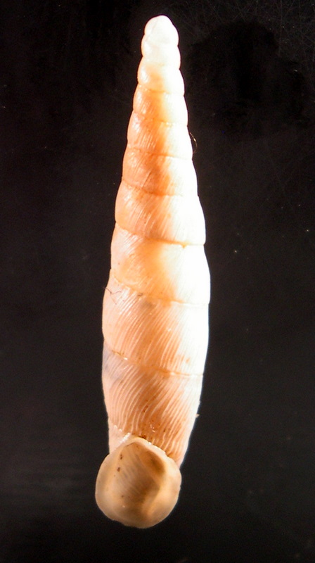 Siciliaria nobilis var. episoma Brandt, 1961