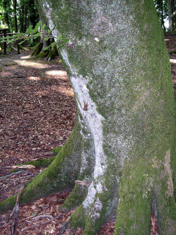 Accoppiamento: Limax ciminensis Pollonera 1890 - topotipi