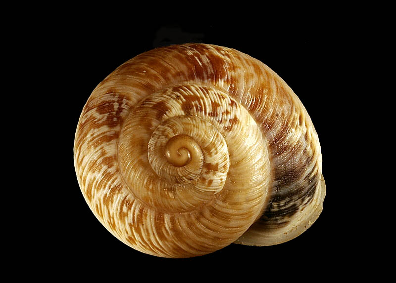 Marmorana