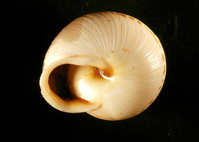 Marmorana