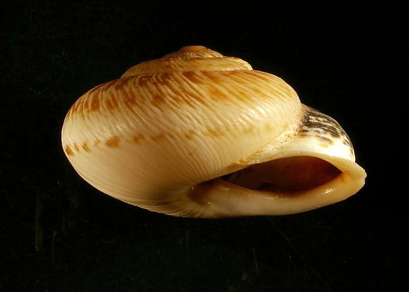 Marmorana