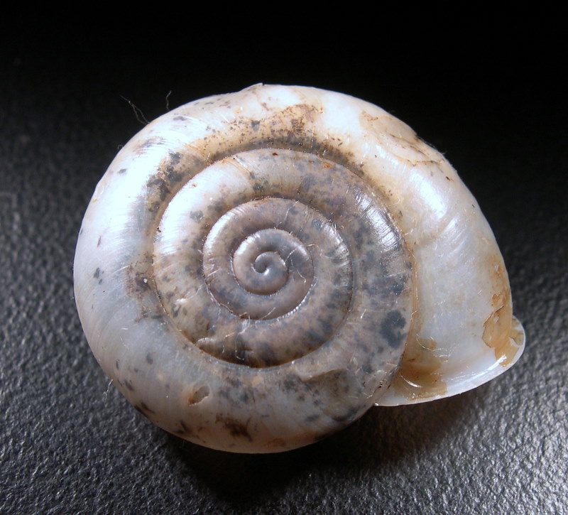 Chilostoma tiesenhauseni (Gredler, 1889)