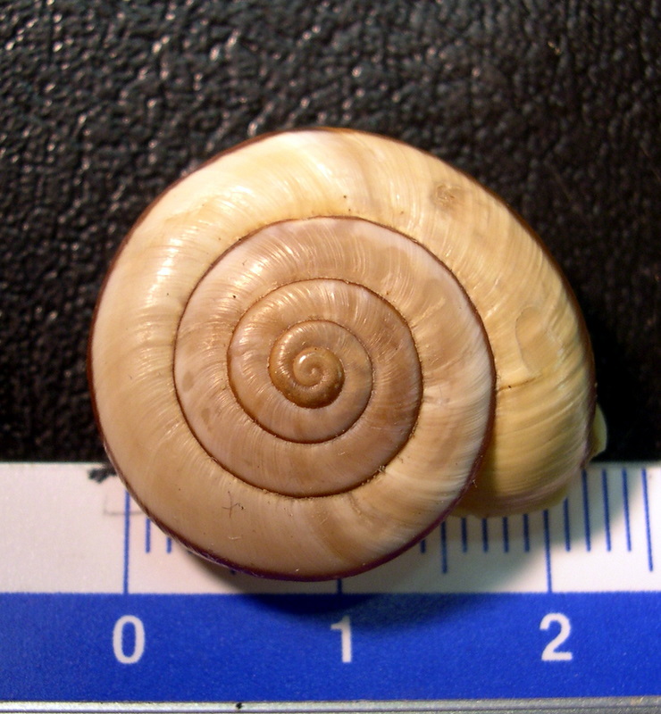 Chilostoma (Chilostoma) cingulatum anconae(Gentiluomo, 1868)